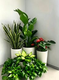 慈溪租花木-奉化绿植租摆摆放方式-杭州湾景观花卉租摆-海曙绿化养护合同